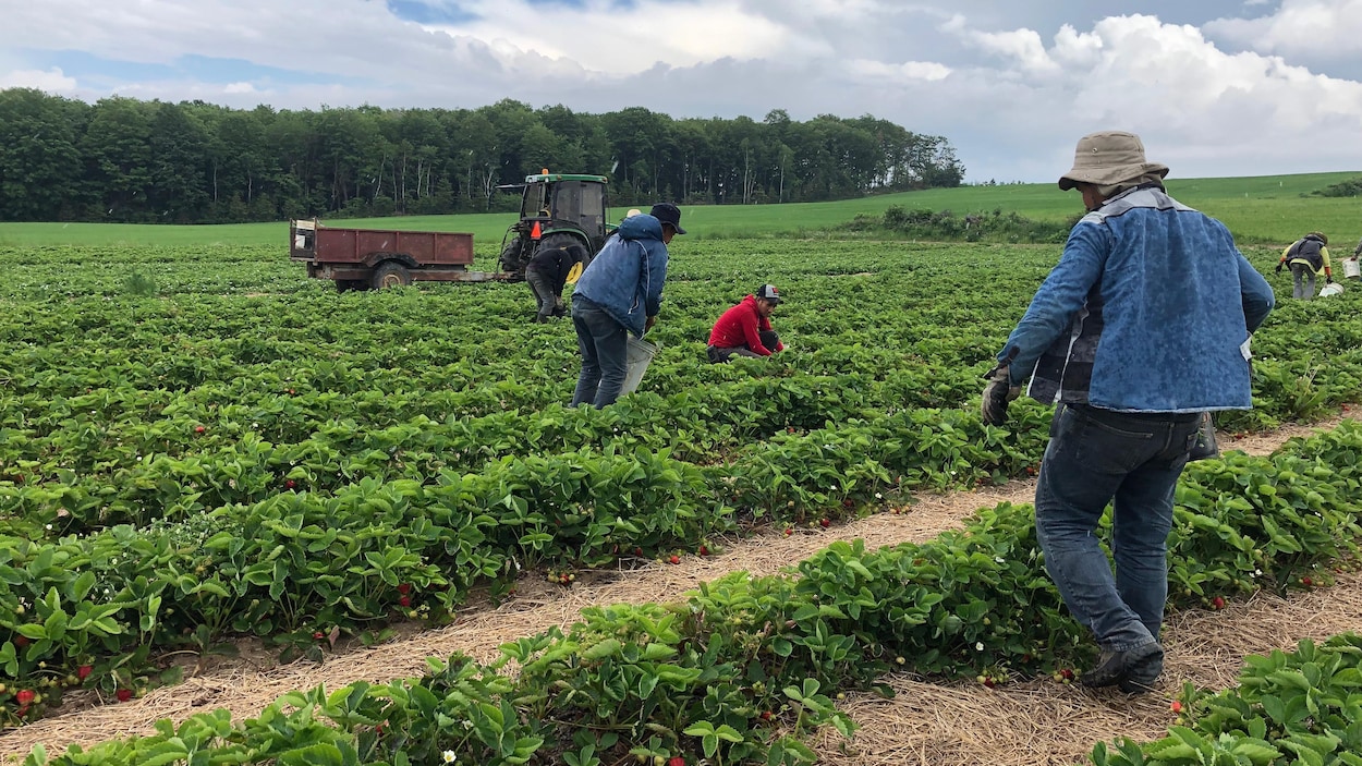 Des travailleurs retirent les mauvaises herbes du champ de fraises.