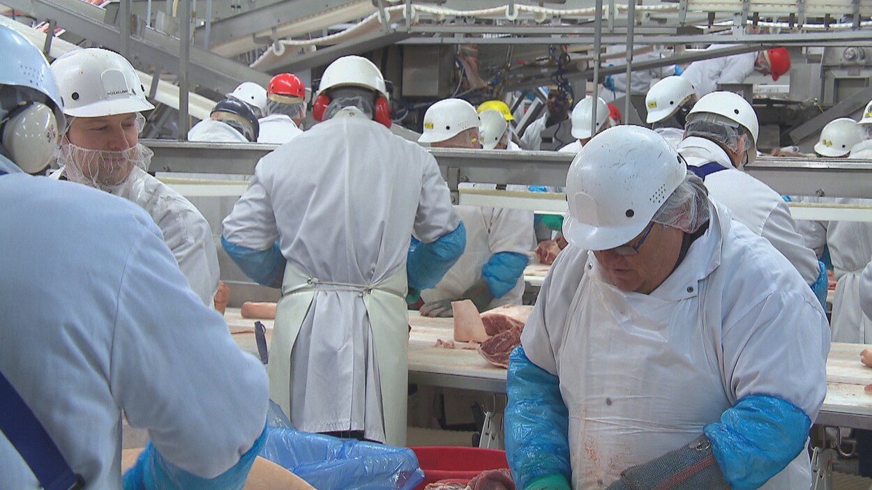 Des employés d'Olymel au travail.