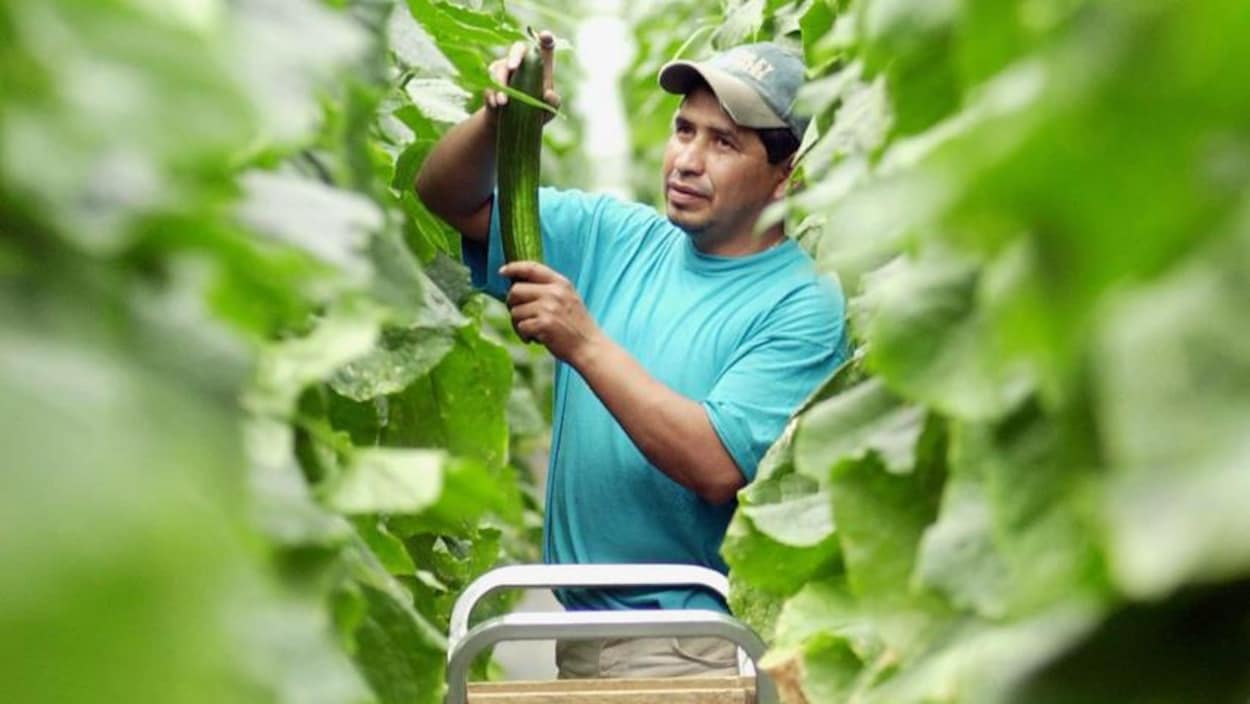 Un homme au milieu de plants de concombre