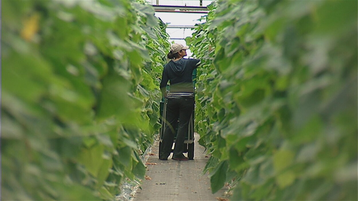 On voit de loin dans l'allée d'une serre une femme en train de cueillir des légumes.