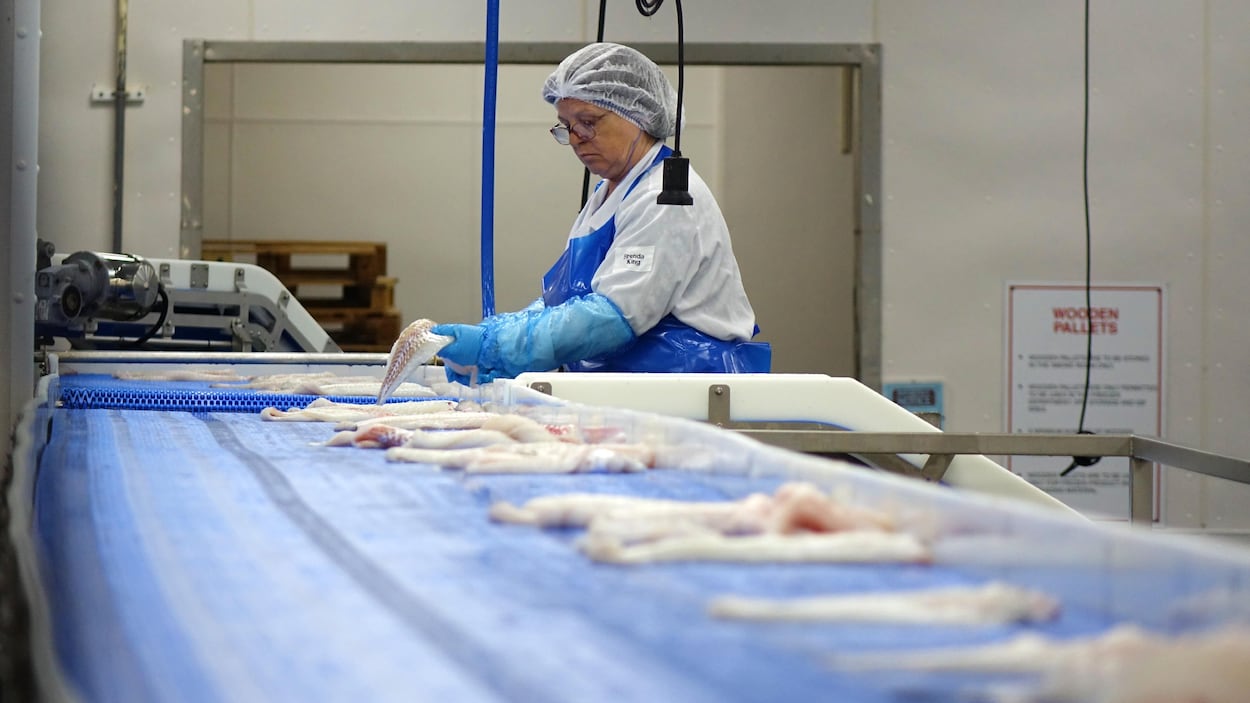 Emblème de la surpêche, la morue terre-neuvienne bientôt certifiée durable?