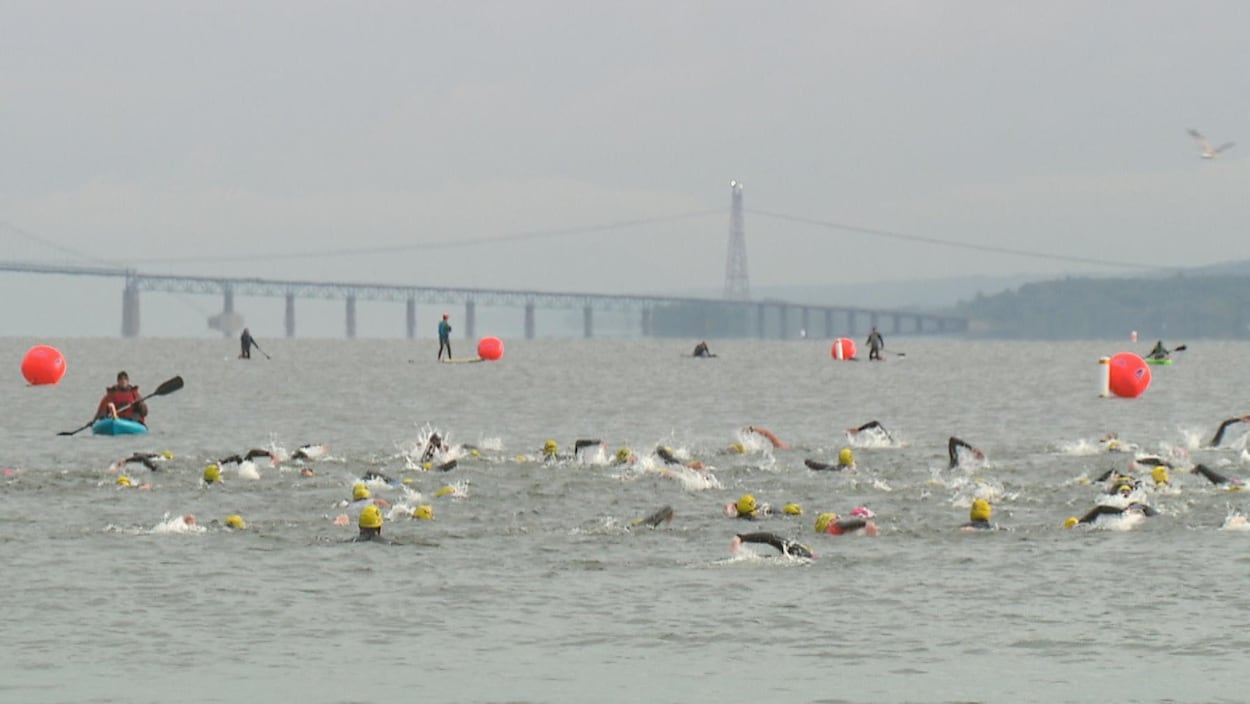 Des athlètes nagent dans le fleuve Saint-Laurent.