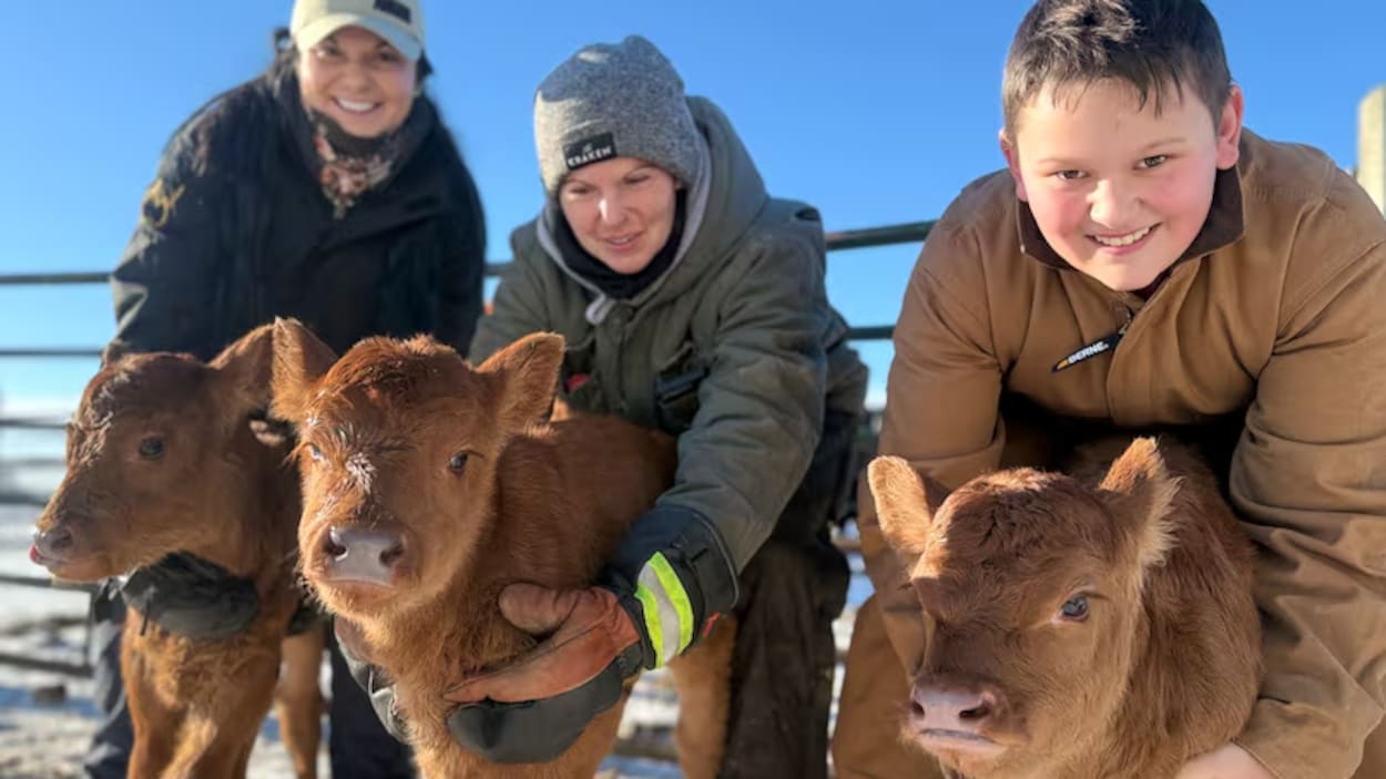 Une ferme de vaches accueille des triplés pour la deuxième année consécutive