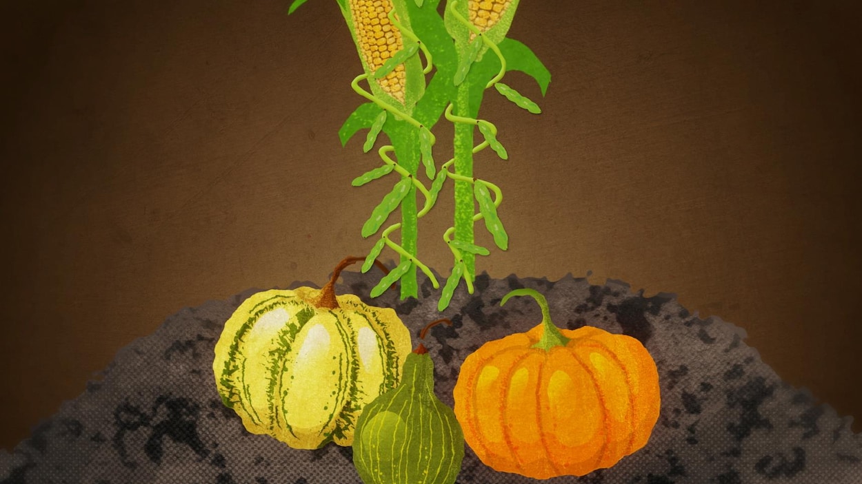 Agriculture autochtone : déterrer un savoir oublié