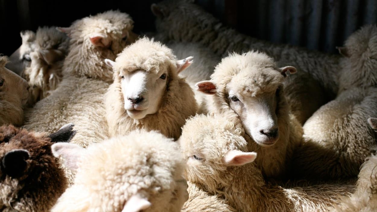 Un troupeau de moutons blancs.