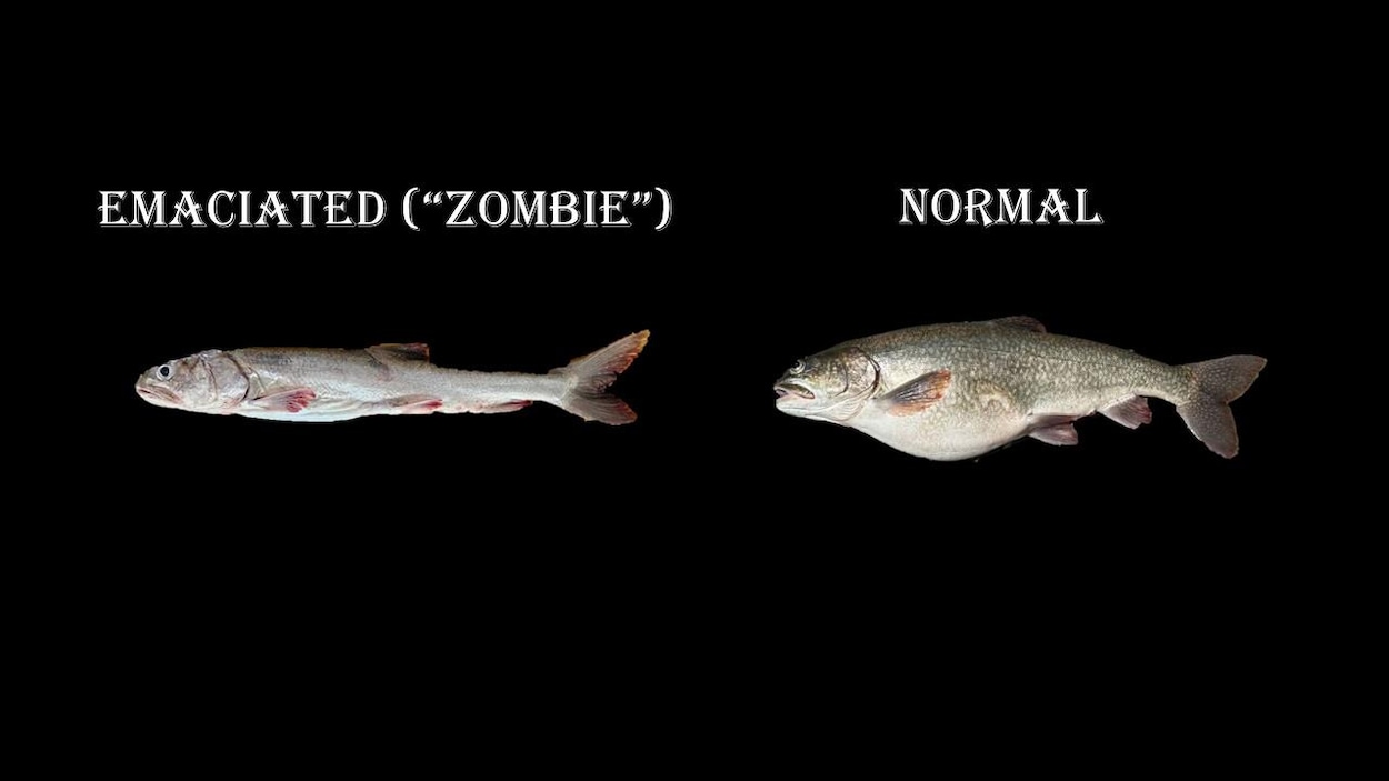 Des « truites zombies » dans le lac Supérieur inquiètent les chercheurs