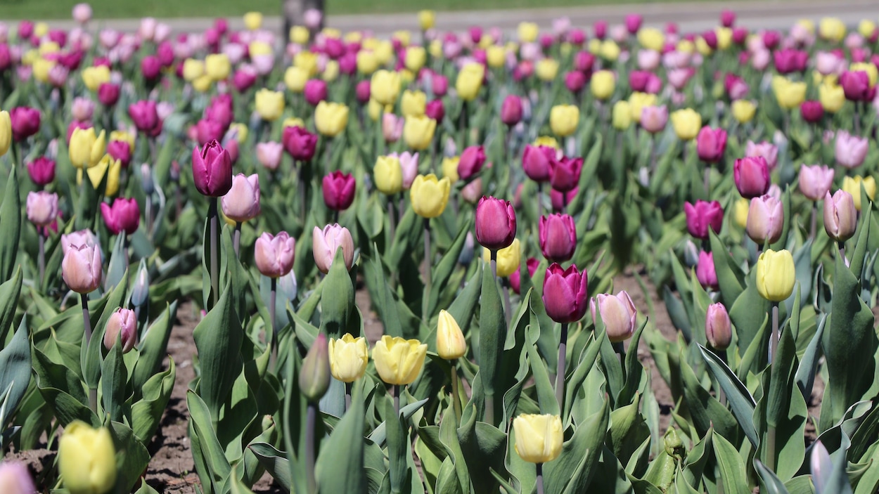 Un parterre de tulipes aux coloris mauve, rose et jaune clair.