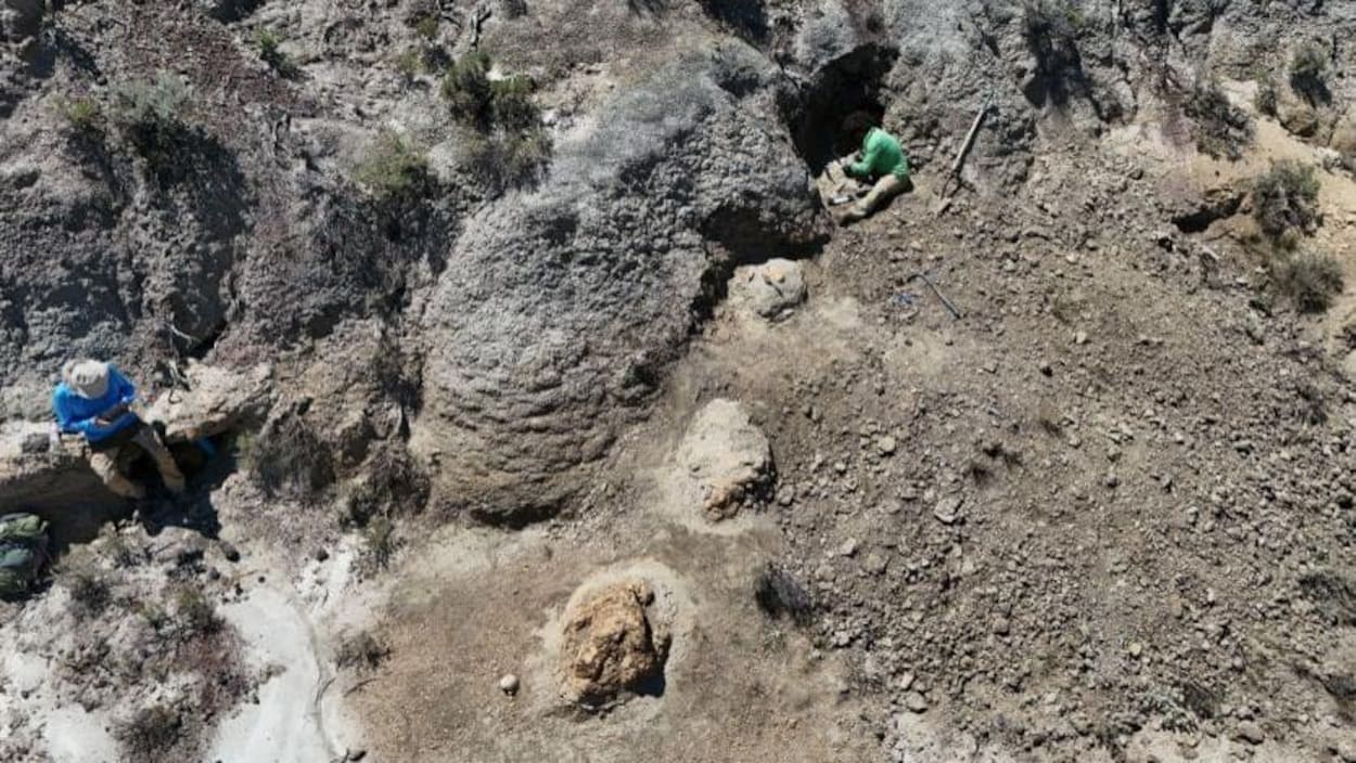 Une rare piste d’empreintes de T. rex adulte découverte aux États-Unis