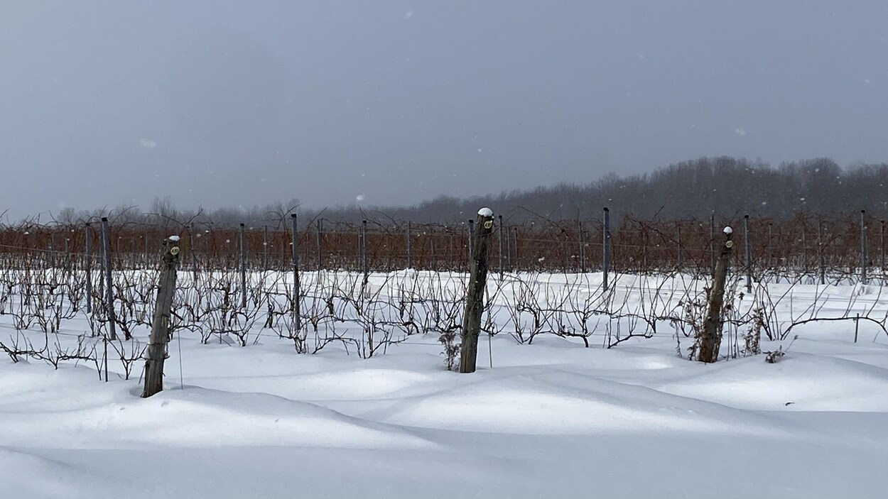 Des vignerons de la région dénoncent la réglementation sur la livraison