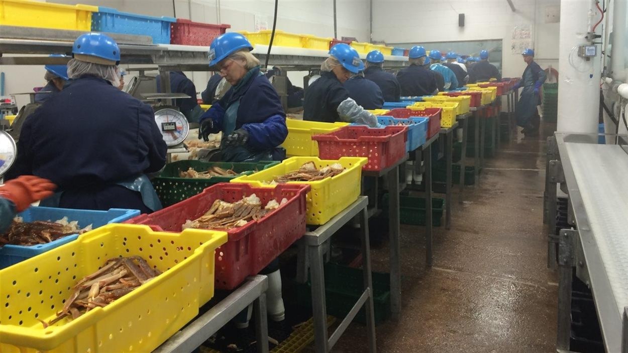 Dans une usine, des employés, vêtus de combinaisons de travail et de chapeau de sécurité, trient et pèsent des crabes près de paniers de plastique.