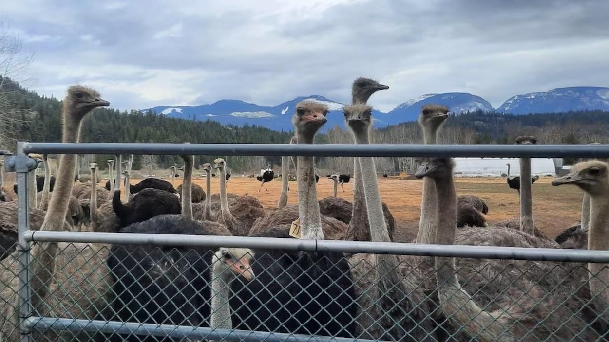 La ferme d’autruches visée par un ordre d’abattage en C.-B. veut aller en Cour suprême