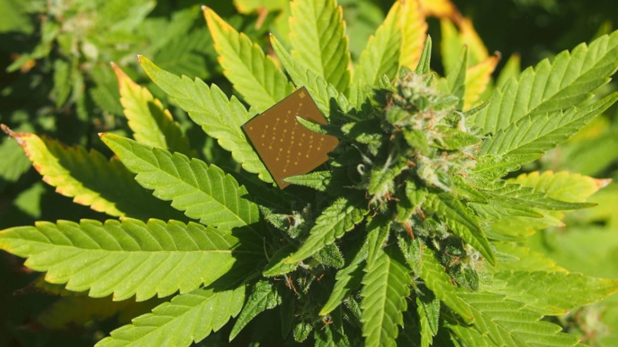 Un petit objet brun carré sur un plant de marijuana.