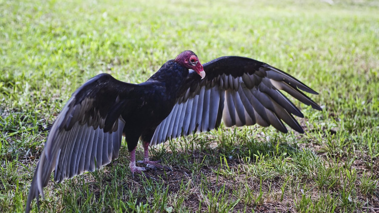 Un urubu à tête rouge posé sur l'herbe déploie ses ailes.