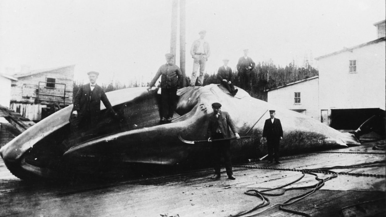 L'histoire de la chasse à la baleine à Sept-Îles