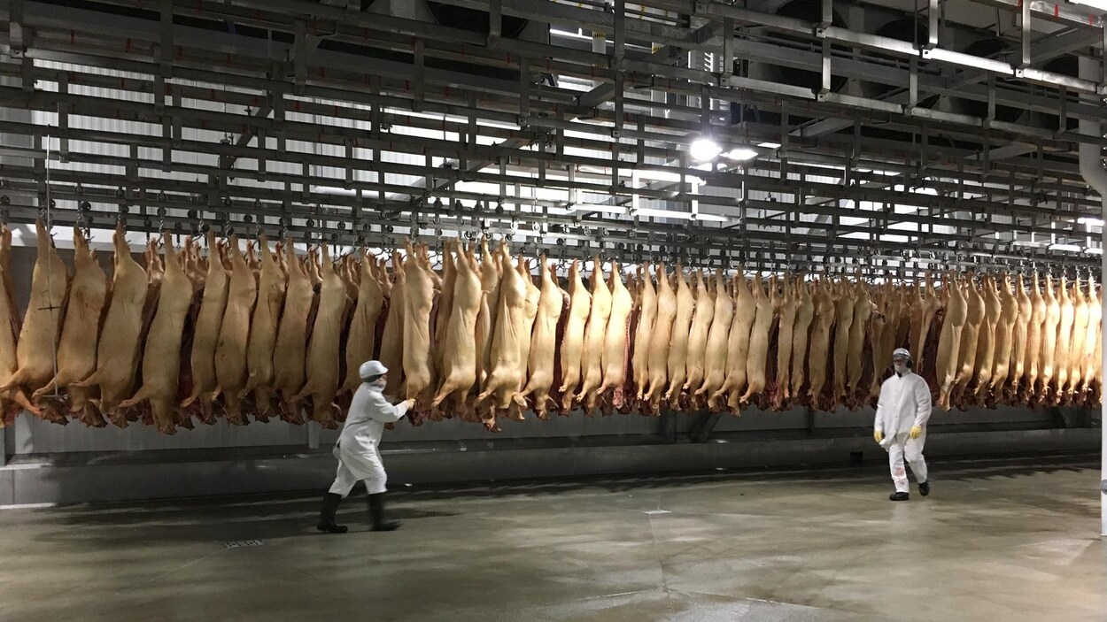 Des employés de l'usine d'Olymel à Saint-Esprit devant des carcasses de porcs.