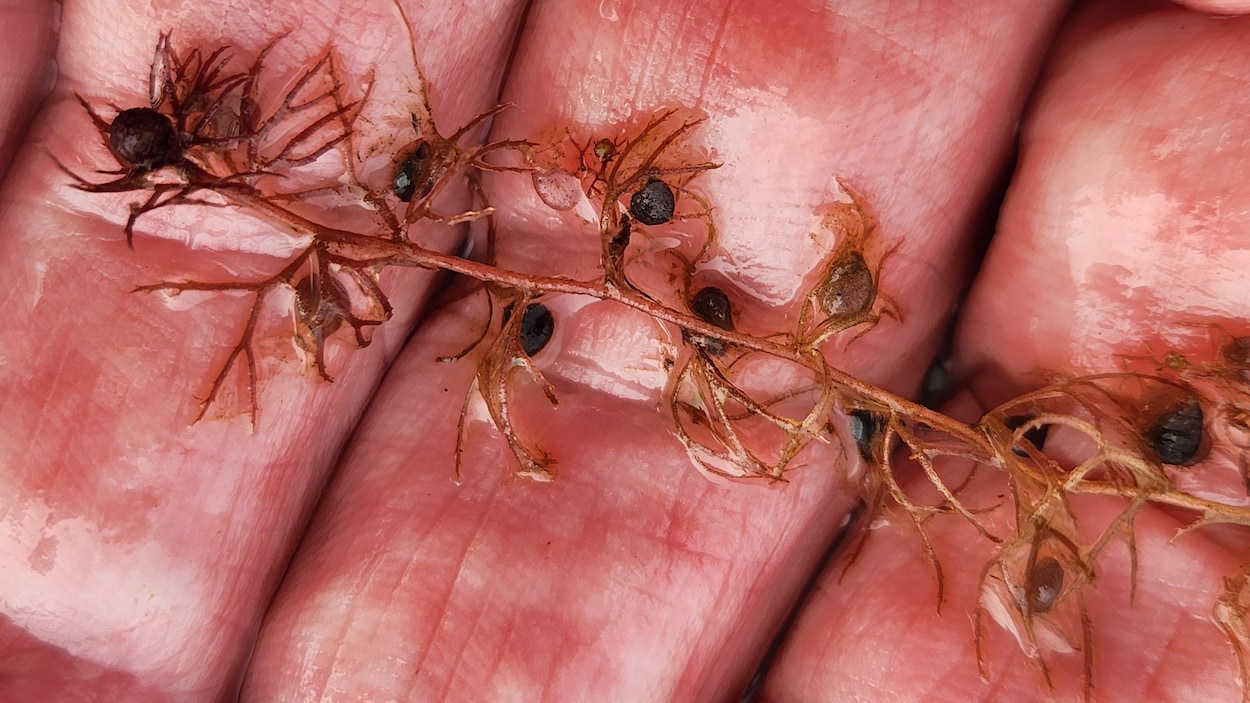 L’intrusion d’une plante carnivore venant du Sud soulève des questions au Nunavut