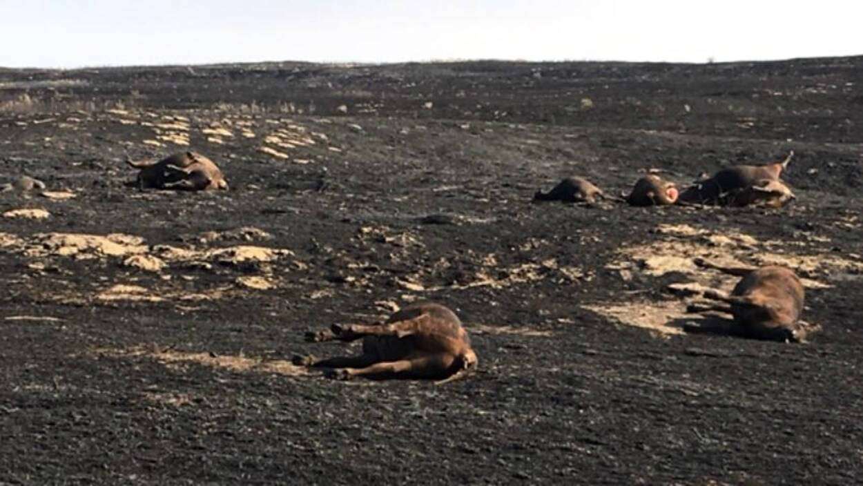 Plus de 100 vaches et des bâtiments de ferme ont été détruits par un feu de broussaille. Plus de 100 vaches et des bâtiments de ferme ont été détruits par un feu de broussaille.