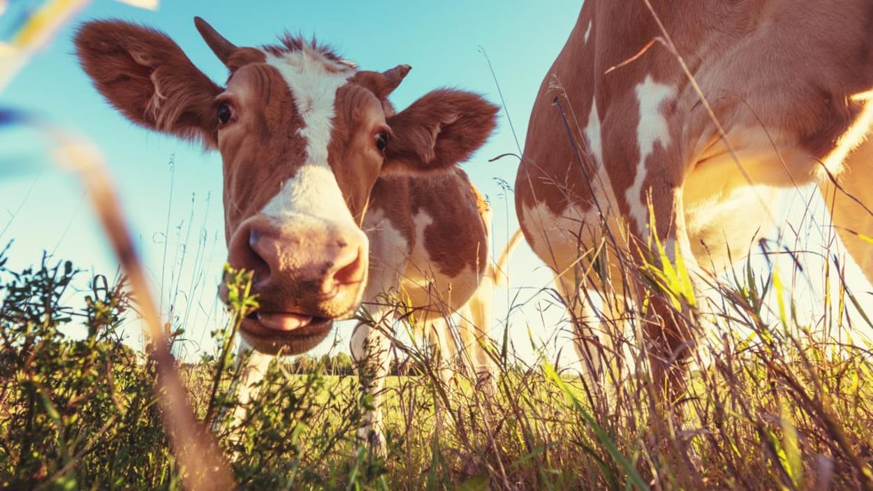 Une vache regarde la caméra avec curiosité.