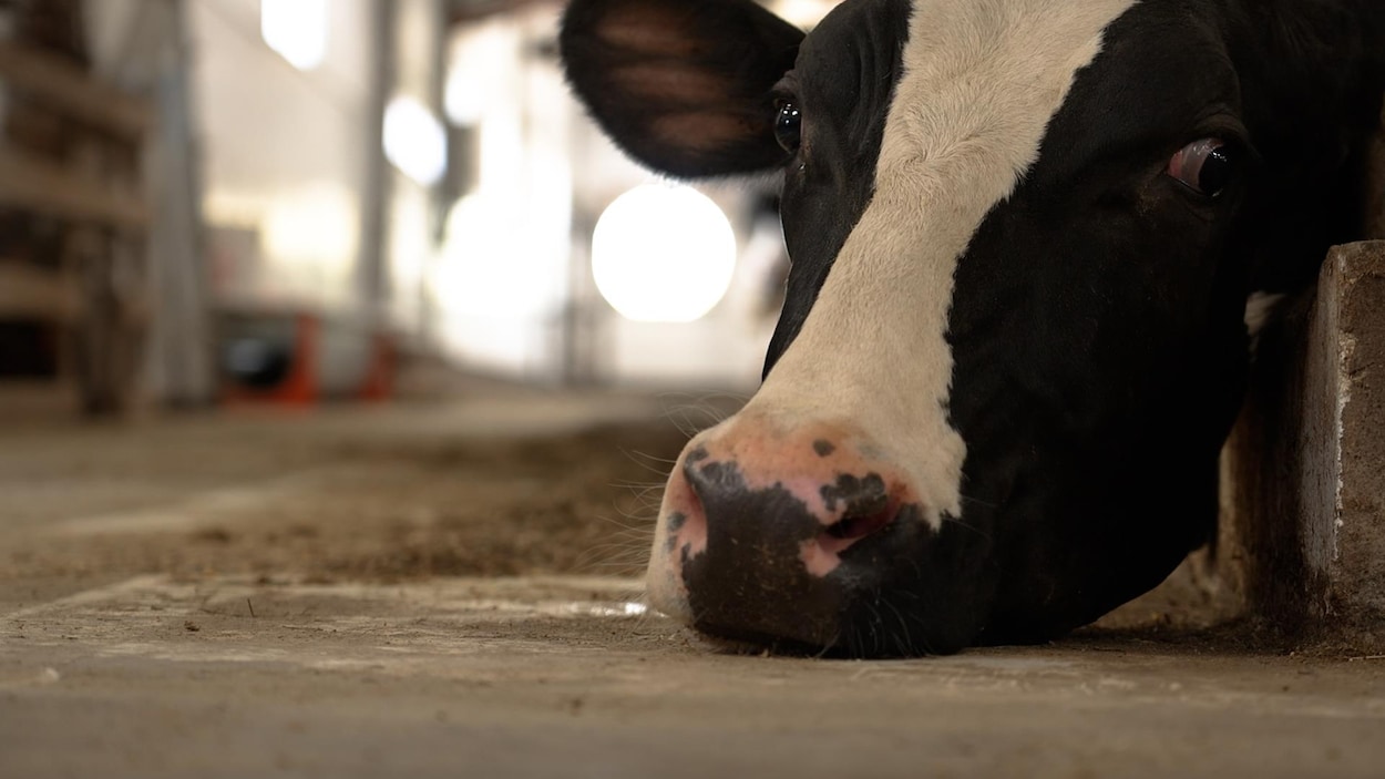 Une application mobile pour aider les agriculteurs à suivre leur état de santé mentale