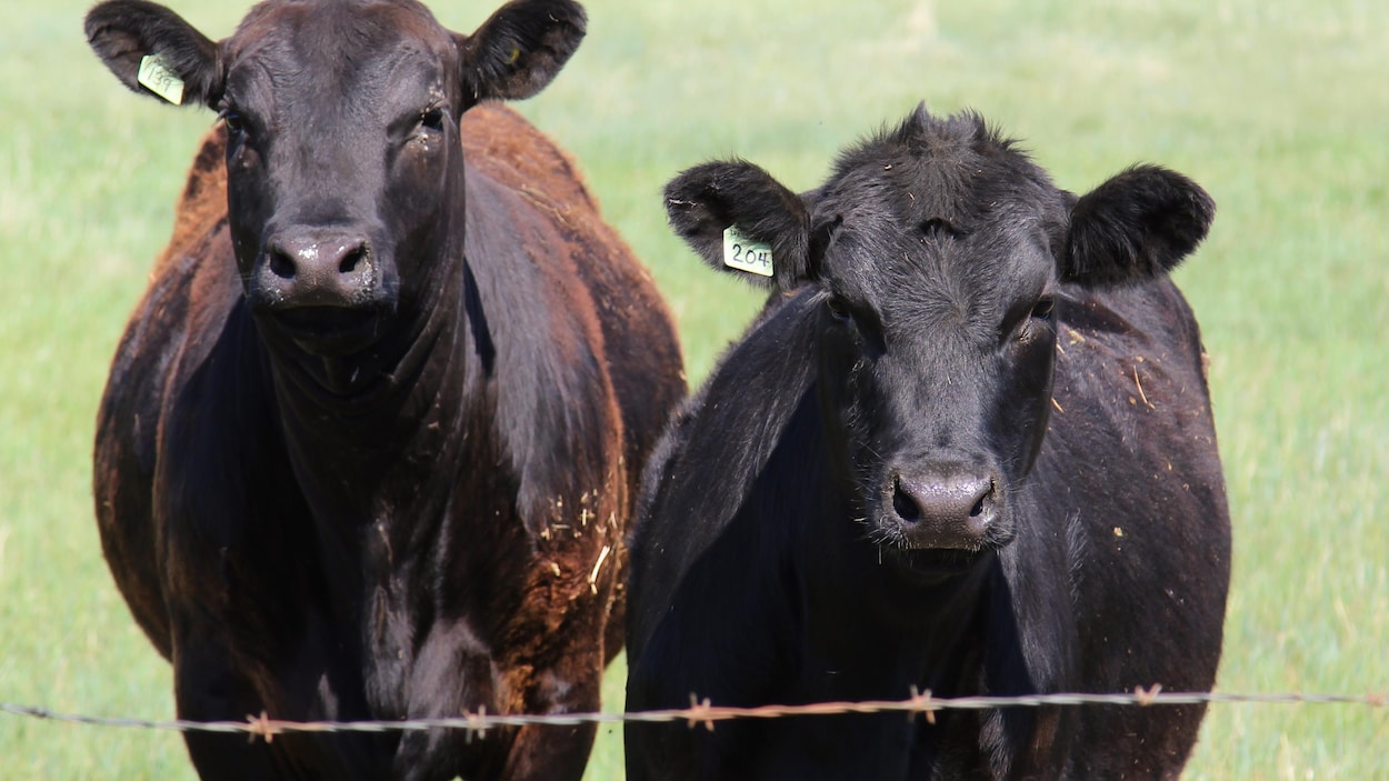 Abattage de bovins interprovincial : « la première brèche dans ce système »