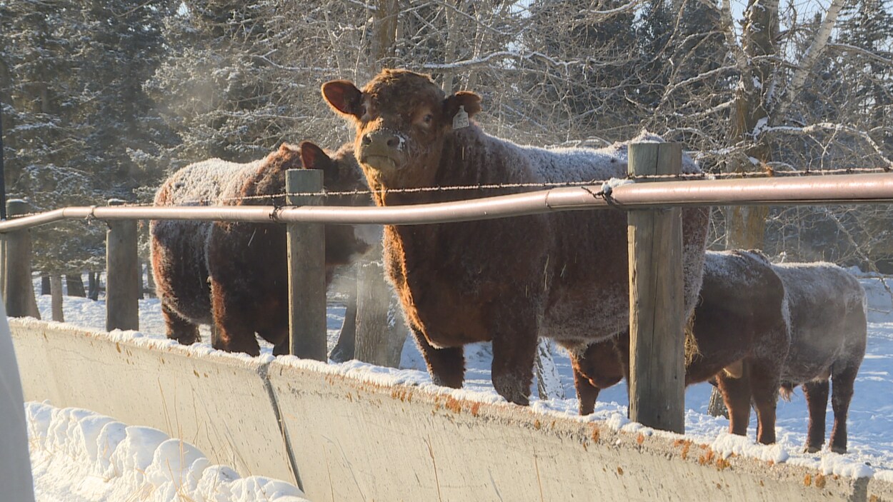 Trois vaches dans un enclos.