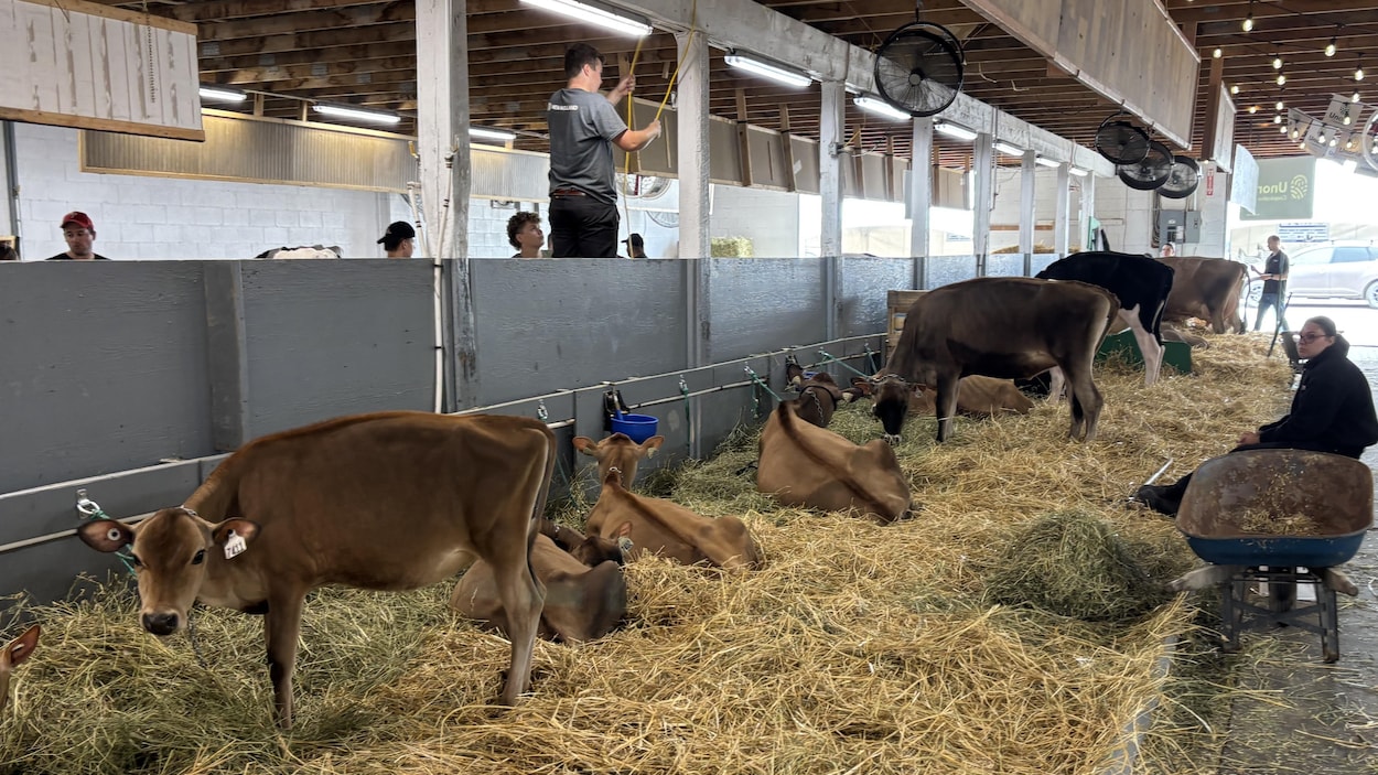 Les éleveurs sont à l’honneur à l’Expo agricole de Rimouski