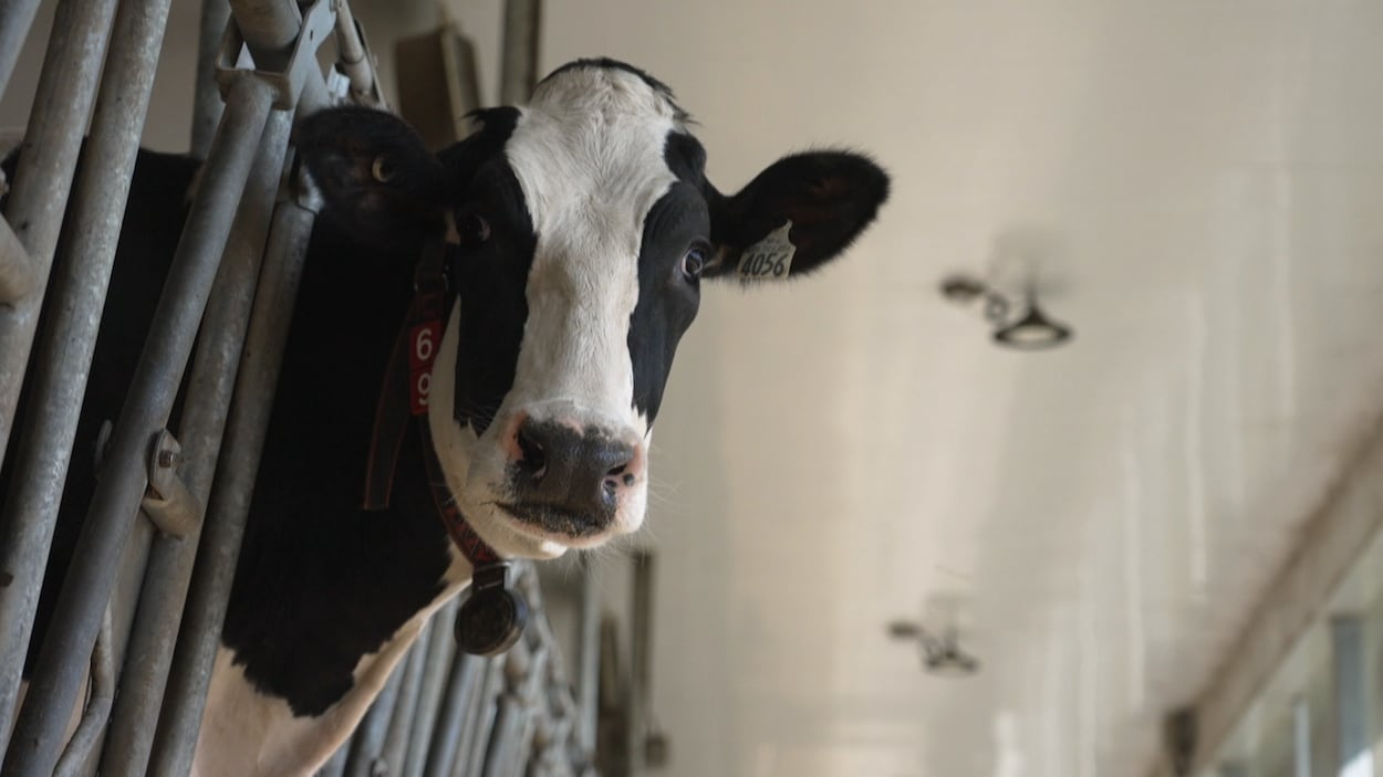Québec remboursera la taxe carbone aux entreprises agricoles