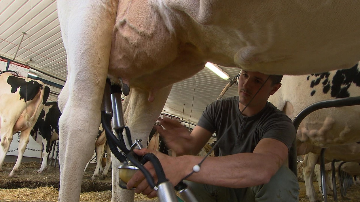 Un homme en train de traire une vache.