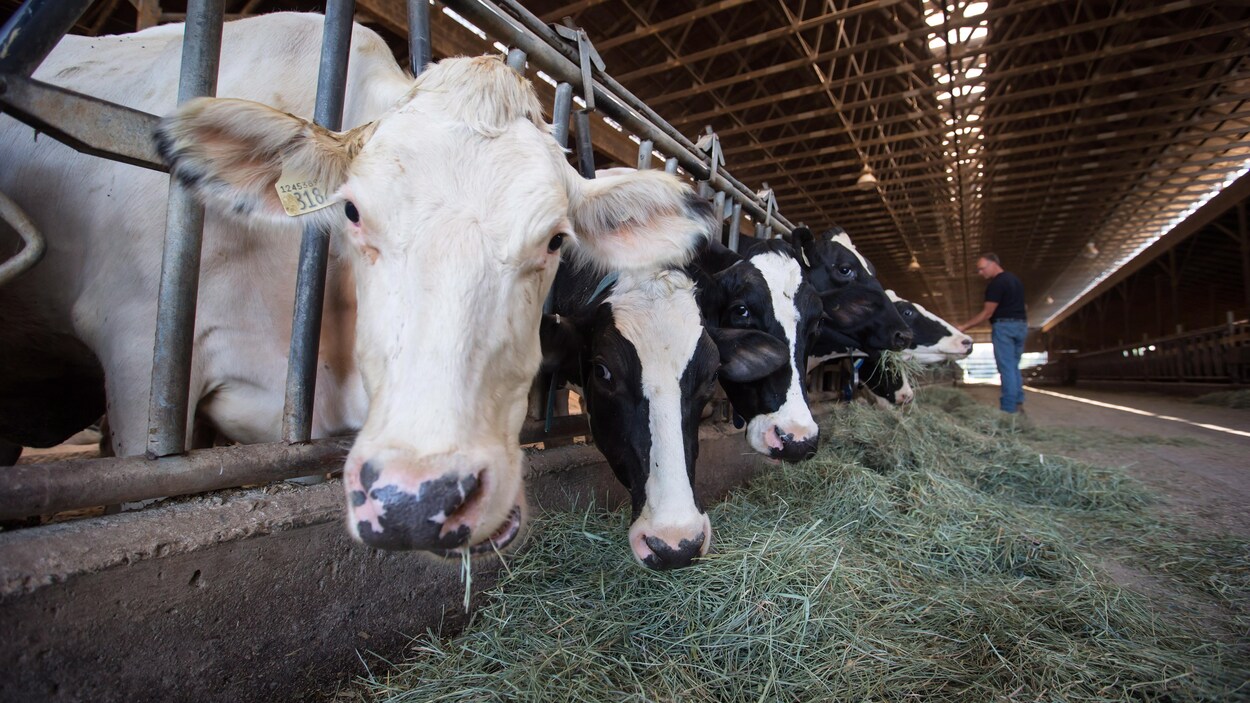 Un fermier nourrit ses vaches.