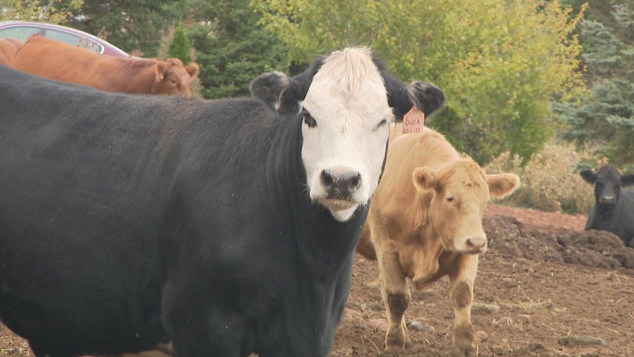 Les excréments de vache peuvent enrichir le sol et réduire les émissions