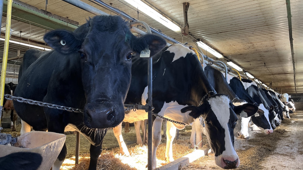 Vaches, méthane et changement climatique