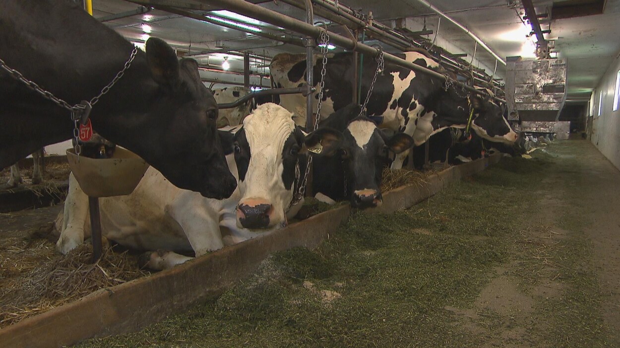 Des vaches dans l'étable