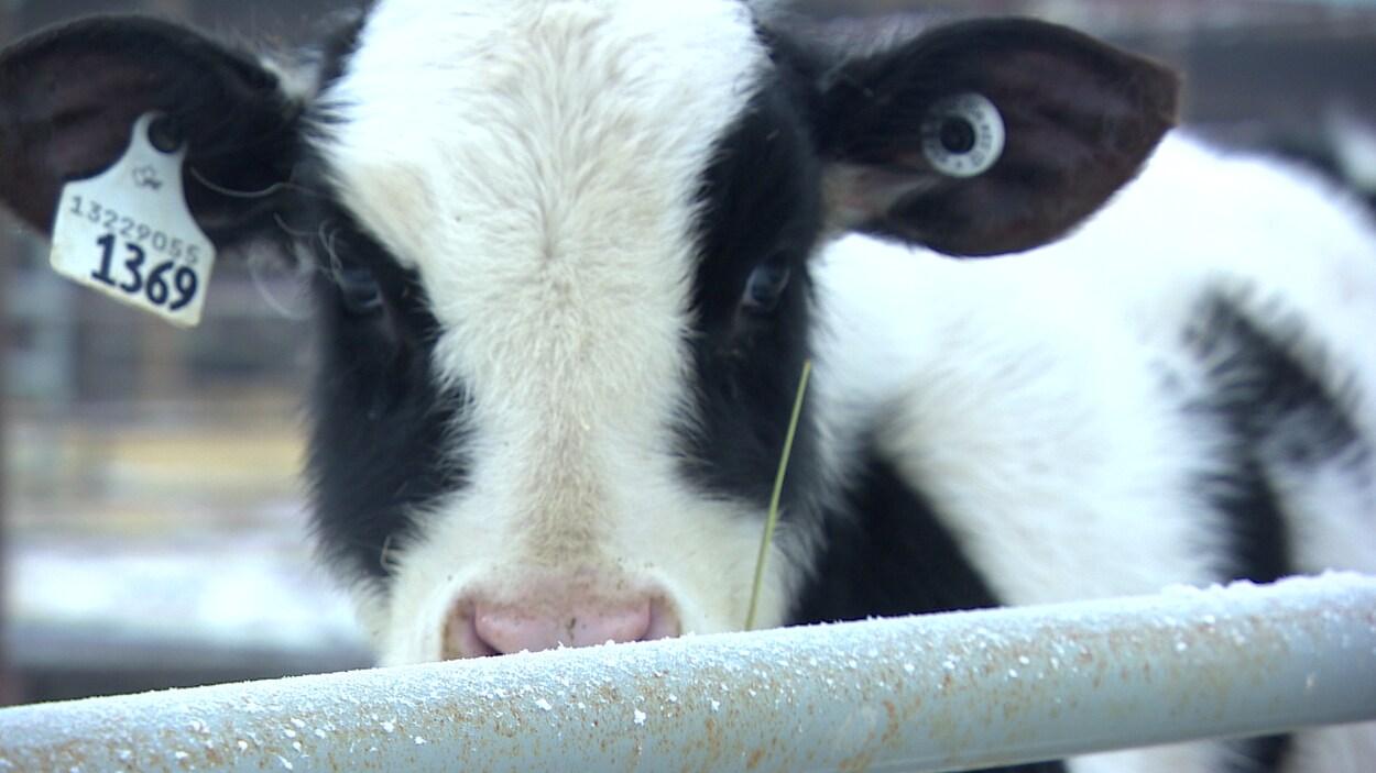 Une vache sur la ferme expérimentale de l'Université de la Saskatchewan.