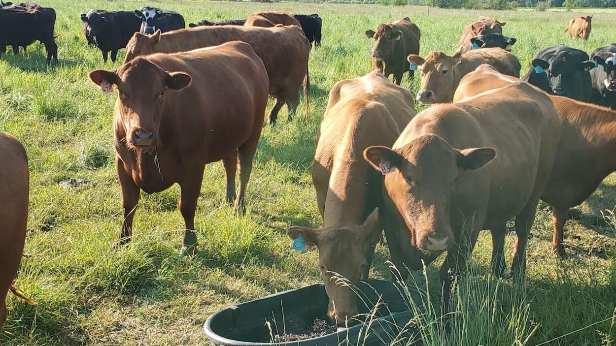 Nourrir Les Vaches Avec Des Algues Pour Réduire Les émissions De Gaz à ...