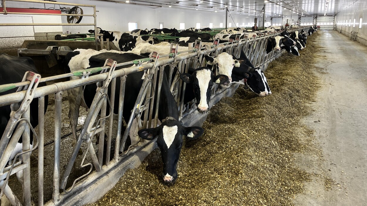 Une ferme condamnée à verser 137 000 $ pour des infractions environnementales à Compton