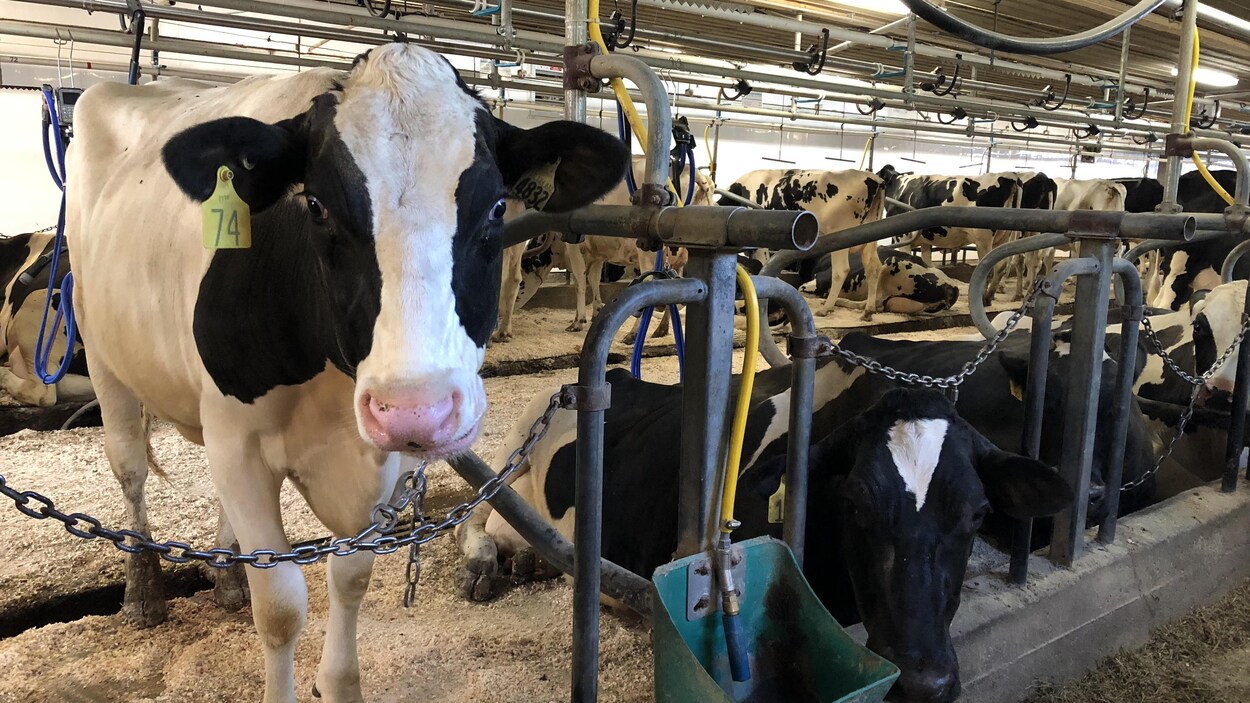 Des vaches Des vaches