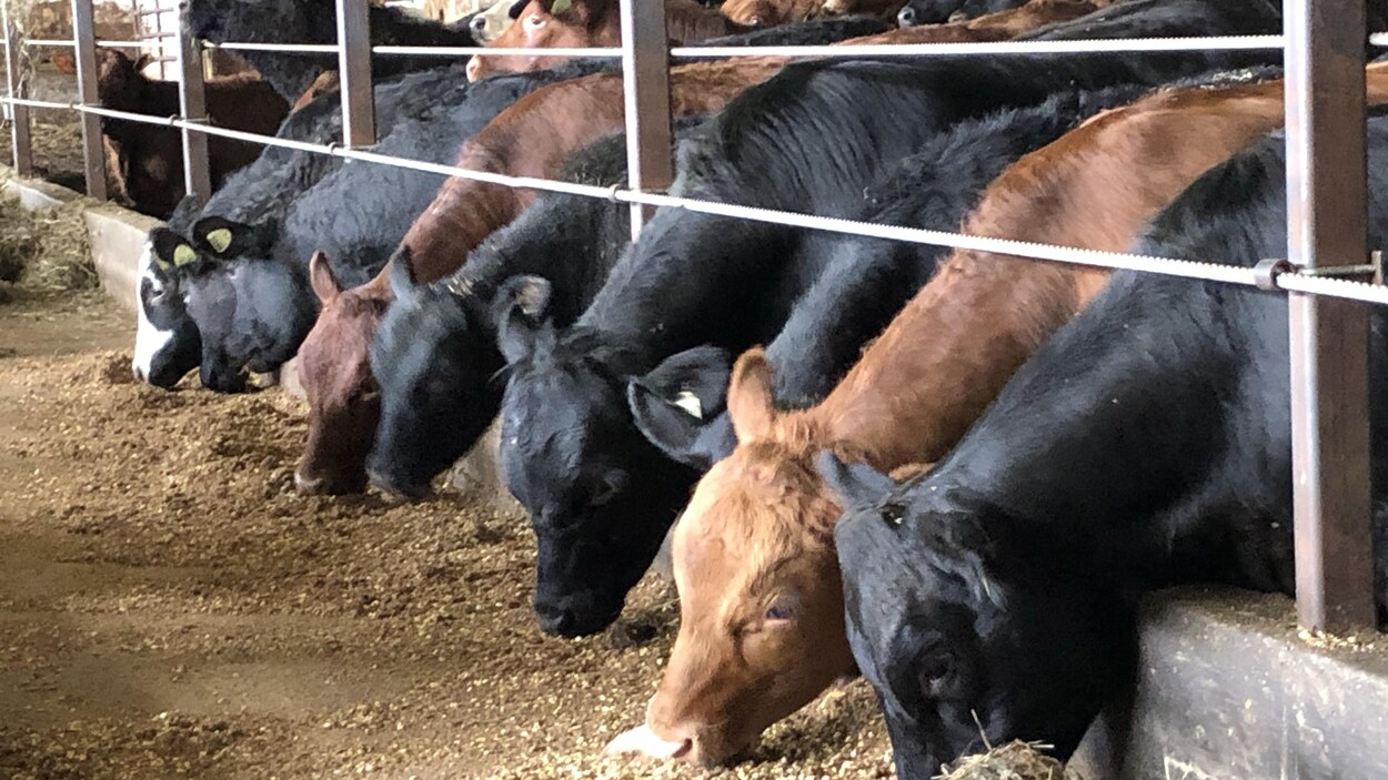 Des vaches se trouvant à l'intérieur d'une étable se nourrissent.