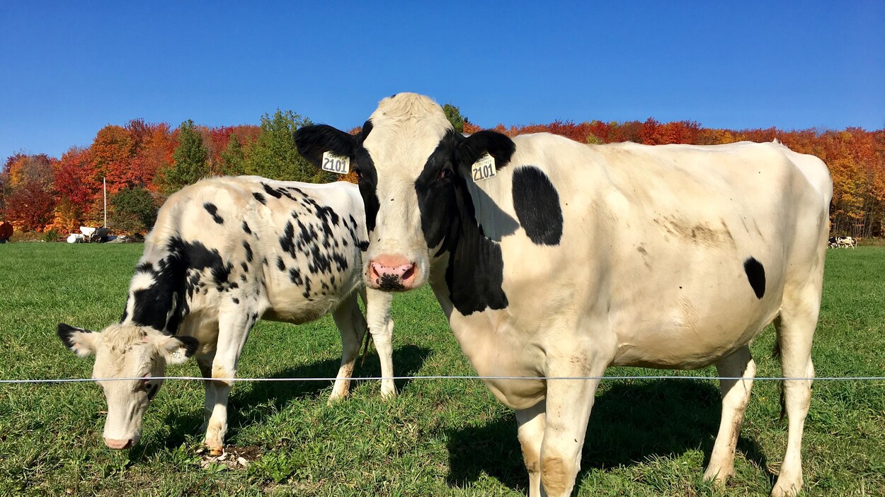 Des vaches de la ferme biologique Lampron et fils