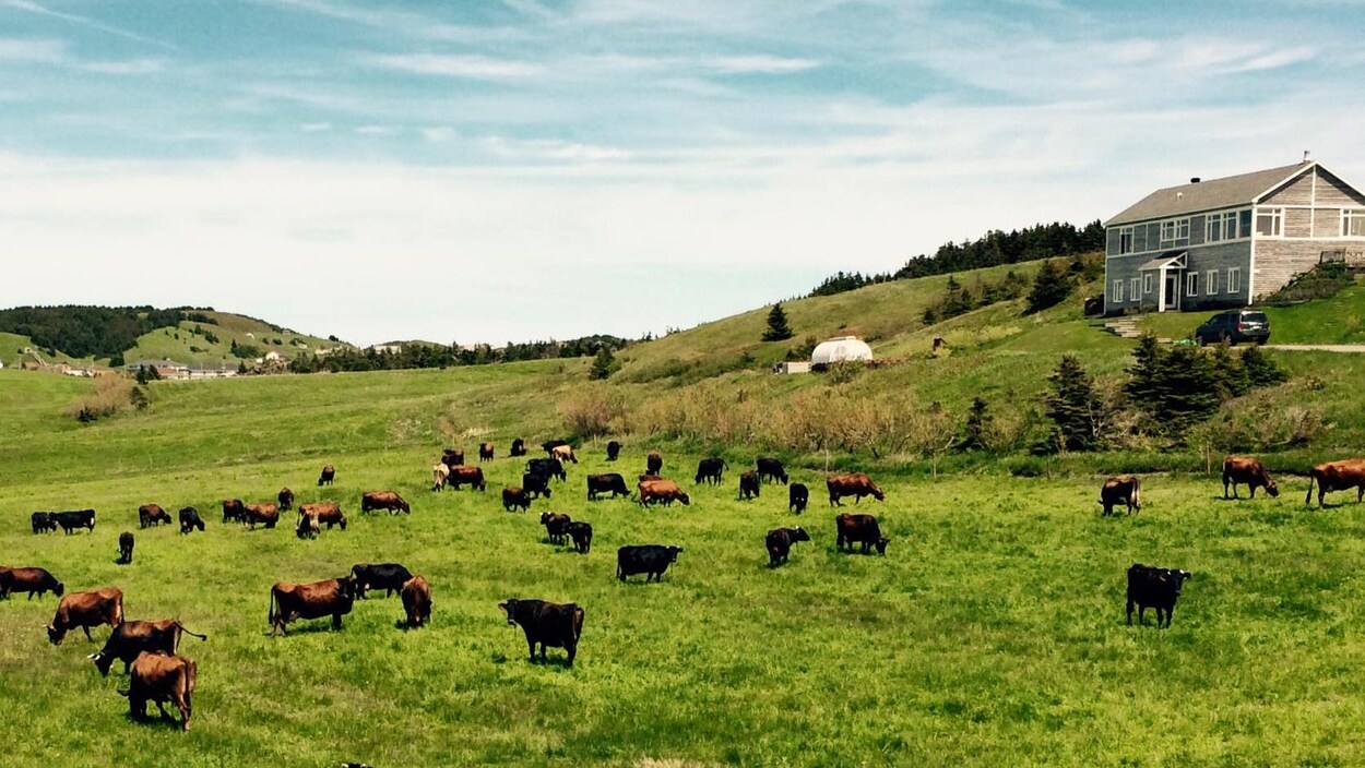 Les vaches qui produisent le lait dont est issu le fromage Pied-de-Vent restent au grand air le plus possible.