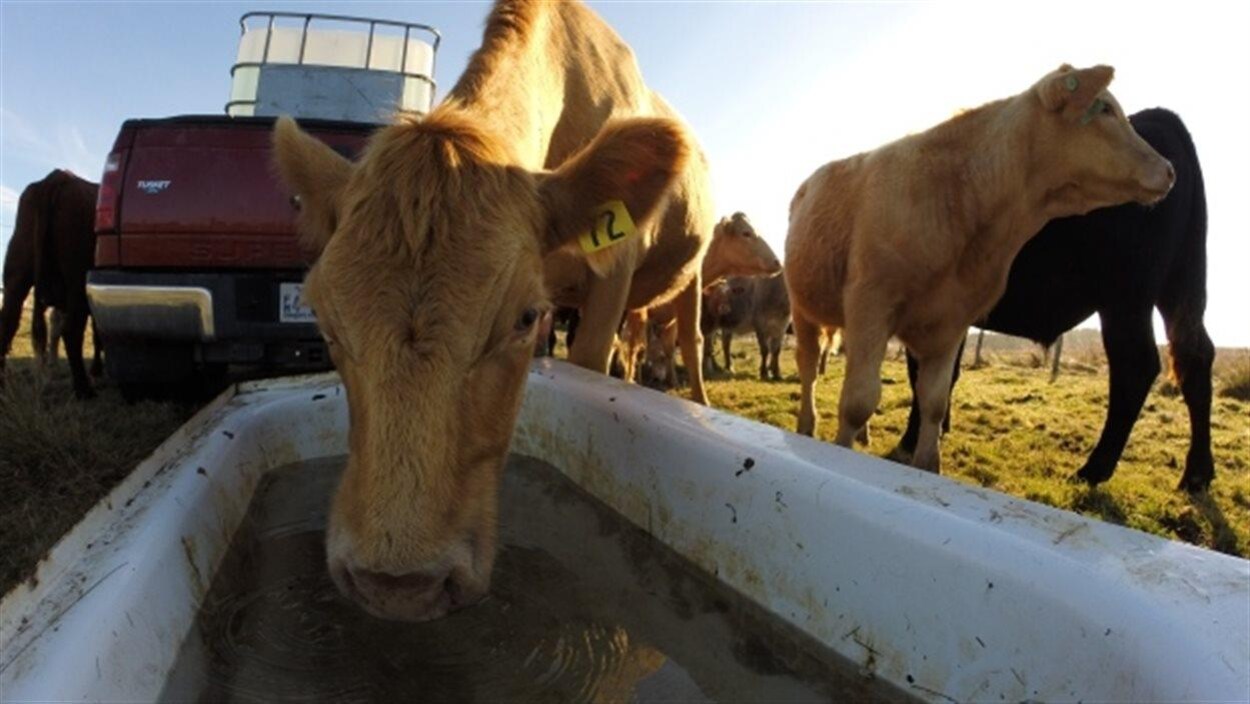 Un fermier utilise de vieilles baignoires pour abreuver ses vaches.