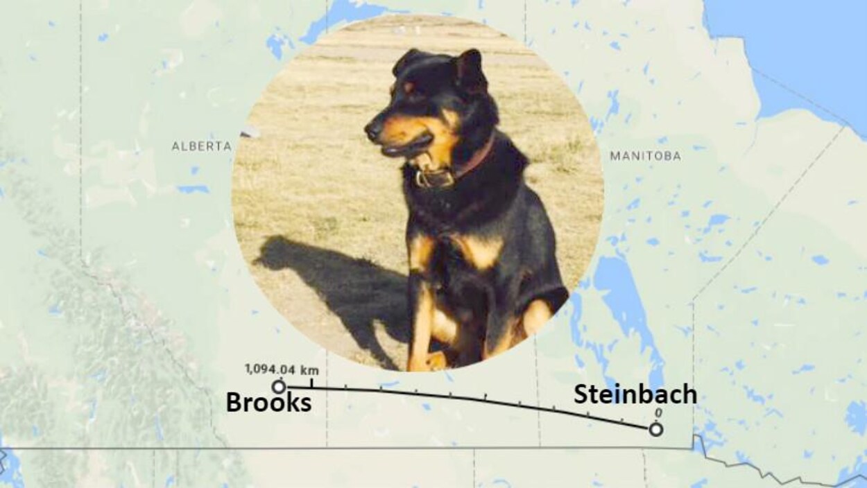 Une photo en encadré du chien Vader est superposé sur une carte avec le tracé du trajet parcouru par le chien Une photo en encadré du chien Vader est superposé sur une carte avec le tracé du trajet parcouru par le chien