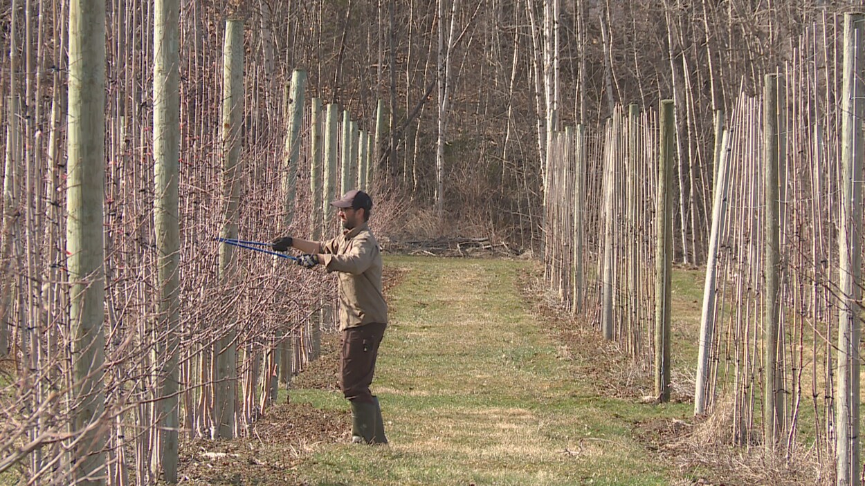 Un agriculteur seul dans un verger taille les branches de pommiers.
