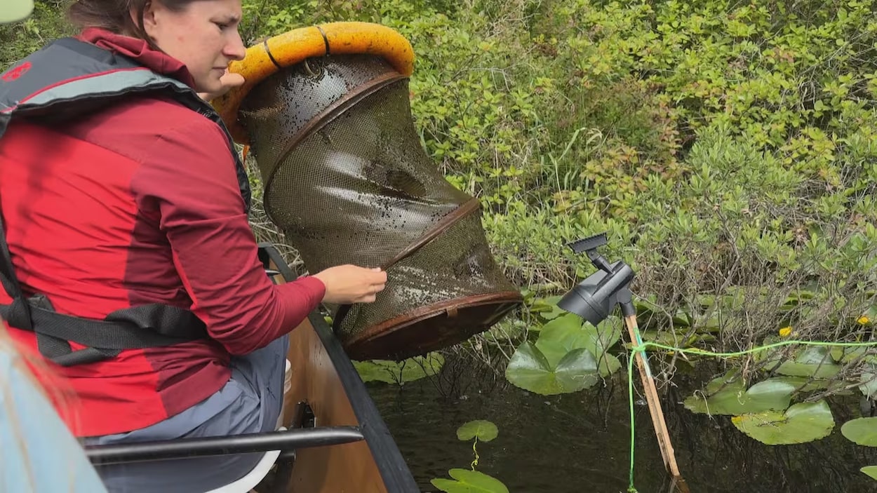 Des résidents de la vallée de Comox s’unissent contre une grenouille invasive