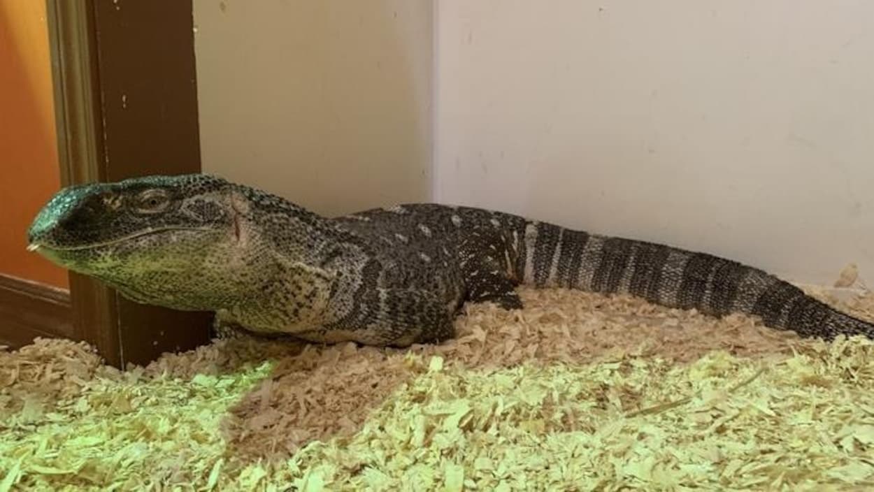 Le varan Godzilla est à plat ventre sur des copeaux de bois.