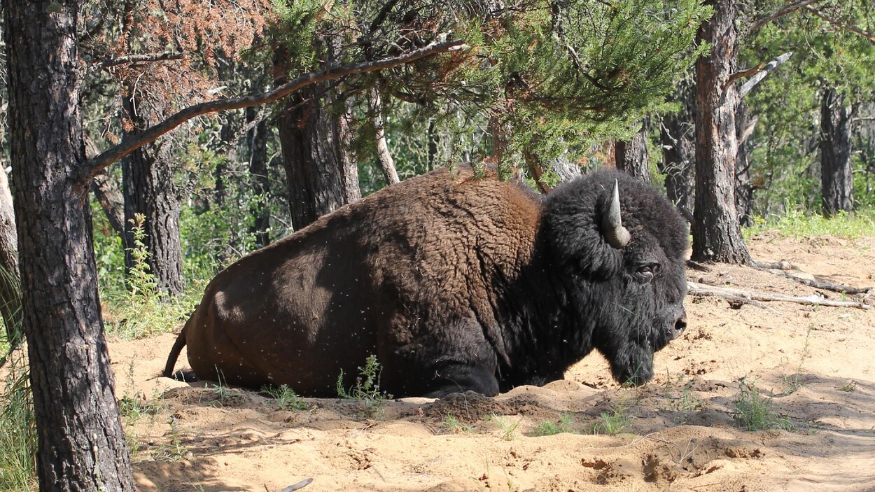 Un bison au repos dans le sable d'une forêt boréale.