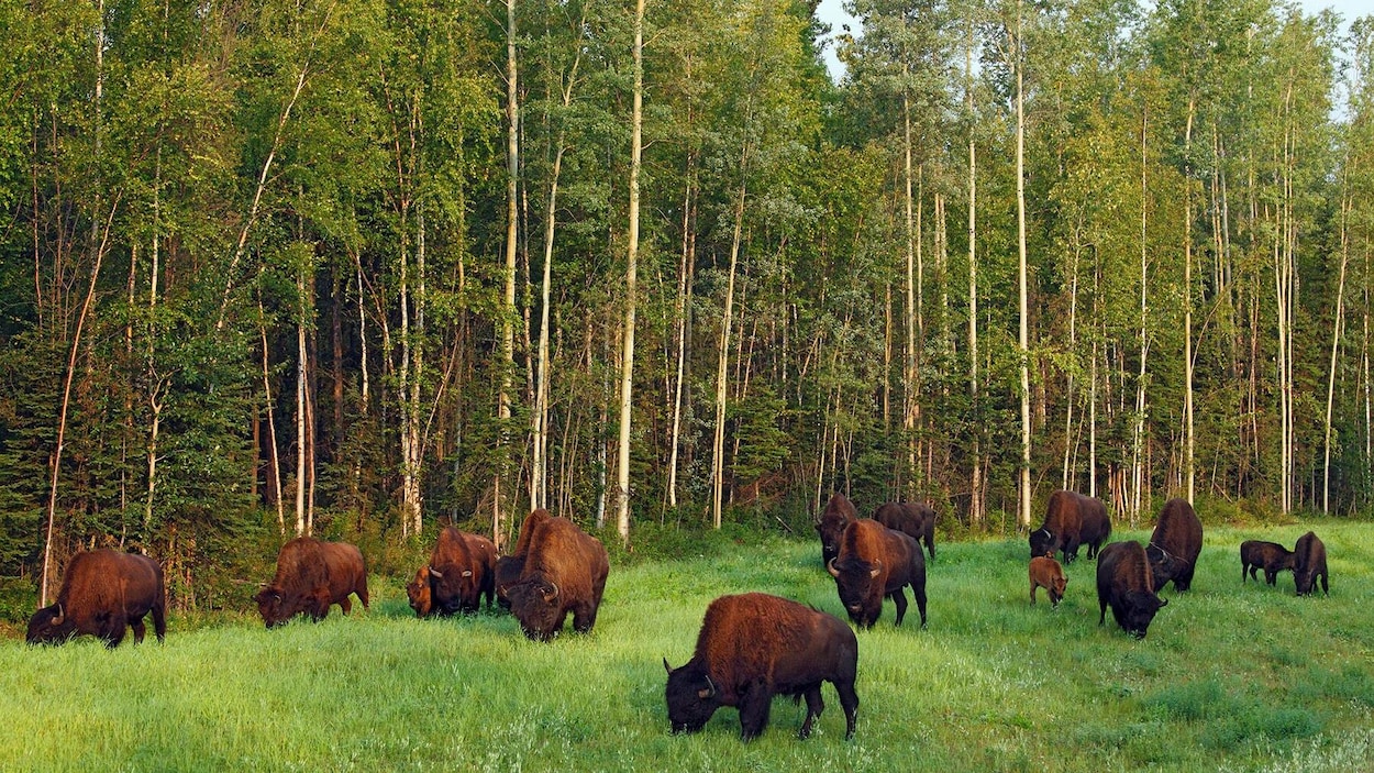 Dans la photo, des bisons des bois en train de brouter l'herbe verte. Derrière, de grands arbres verts. Dans la photo, des bisons des bois en train de brouter l'herbe verte. Derrière, de grands arbres verts.