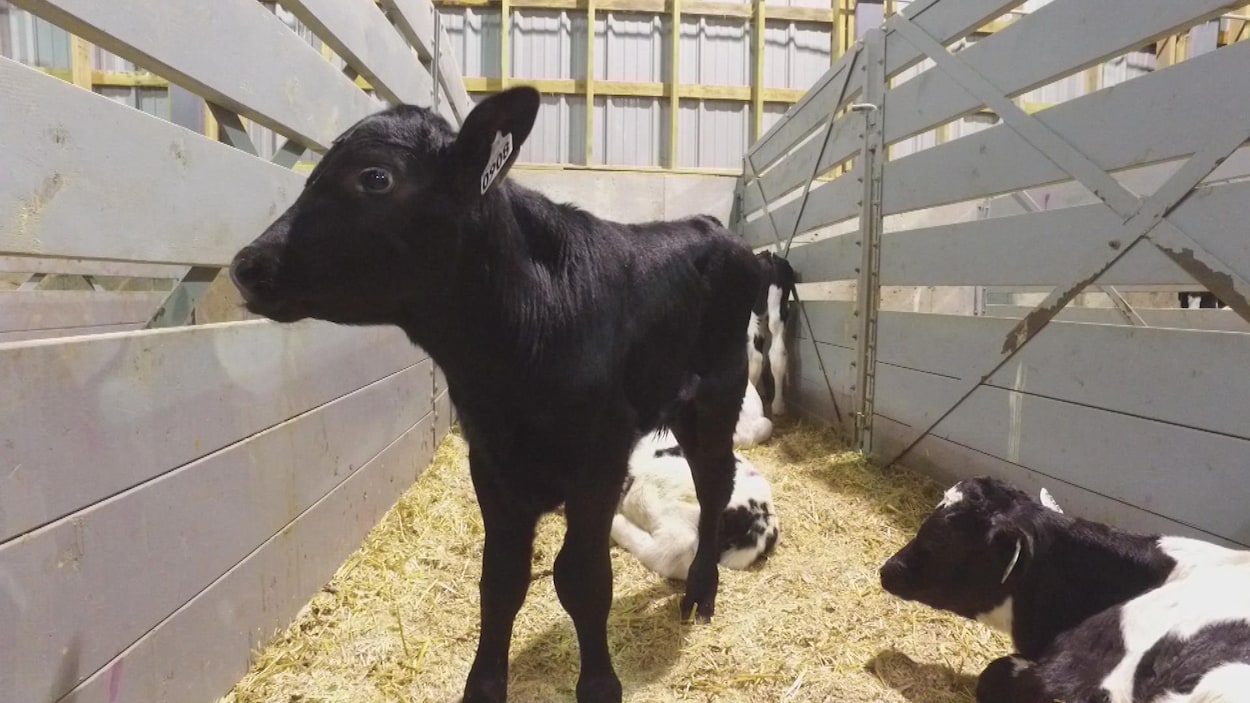 De jeunes veaux mâles dans un enclos De jeunes veaux mâles dans un enclos