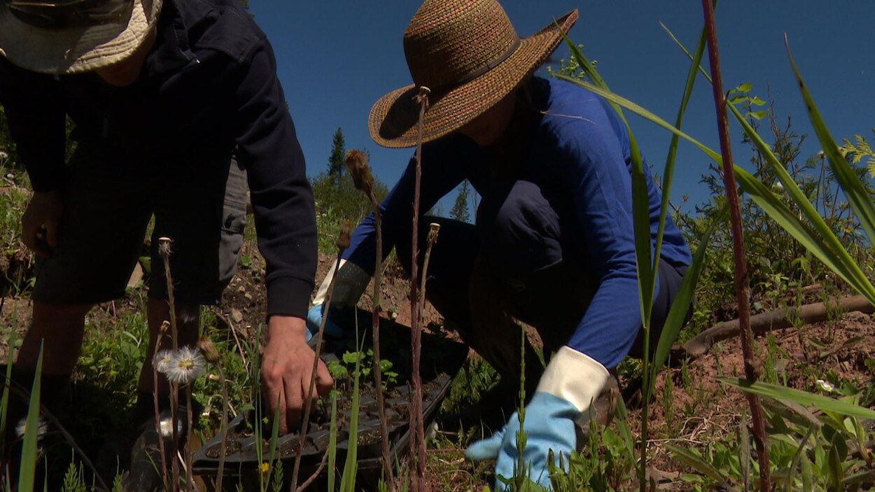 Des citoyens plantent des saules et des quenouilles pour végétaliser les abords d'un ruisseau Des citoyens plantent des saules et des quenouilles pour végétaliser les abords d'un ruisseau