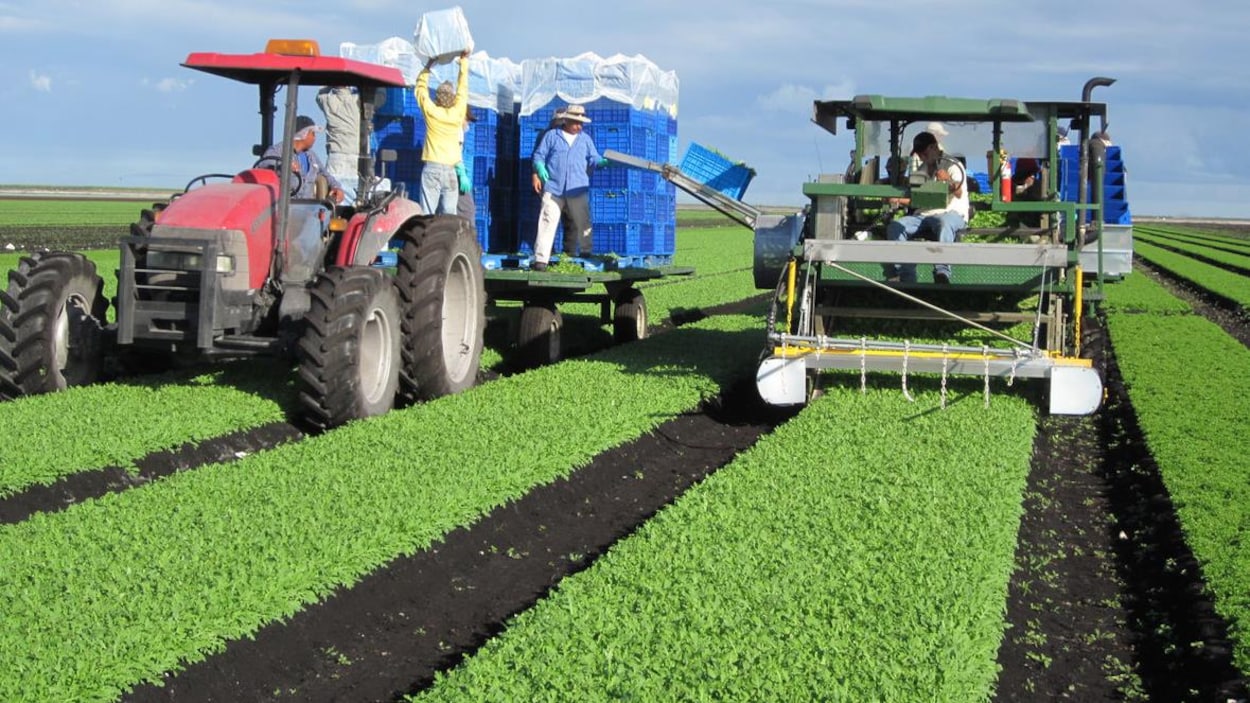 Un tracteur de l'entreprise Vegpro International dans un champ de laitue. La compagnie investit $60 millions à Coldstream, en Colombie-Britannique pour y produire et transformer de la laitue verte. Un tracteur de l'entreprise Vegpro International dans un champ de laitue. La compagnie investit $60 millions à Coldstream, en Colombie-Britannique pour y produire et transformer de la laitue verte.