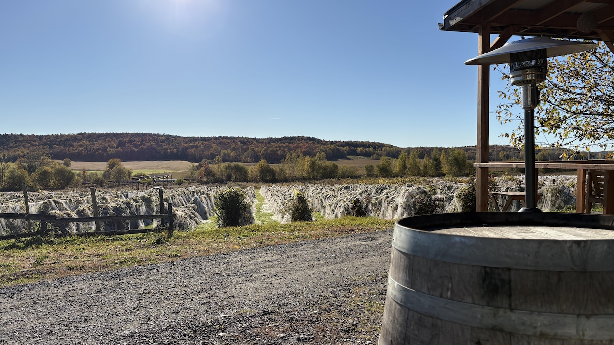 Vendanges au Québec : immersion au vignoble Sainte-Thècle